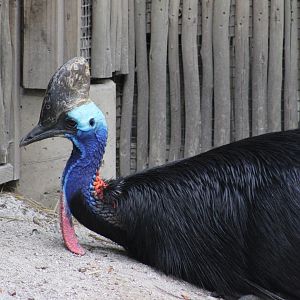 Southern Cassowary