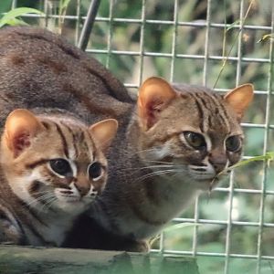 Female Rusty Spotted Cat with Kitten