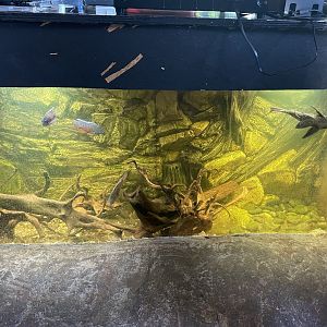 Branson's Wild World --vAdmission Counter Fish Tank