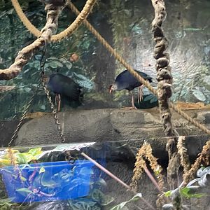 Branson's Wild World -- Swamphens