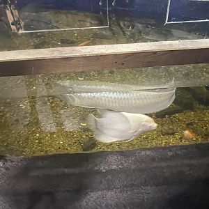 Branson's Wild World -- Arowana