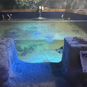 Branson's Wild World -- Cownose Rays