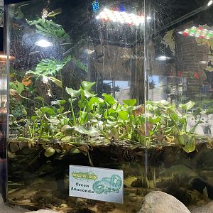 Branson's Wild World -- Anconda Tank