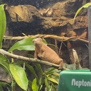 Branson's Wild World -- Ambilobe Panther Chameleon