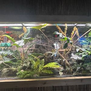Branson's Wild World --Panther Chameleon Tank