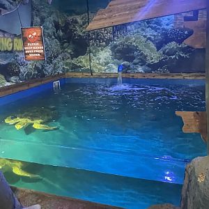 Branson's Wild World -- Loggerhead Sea Turtle