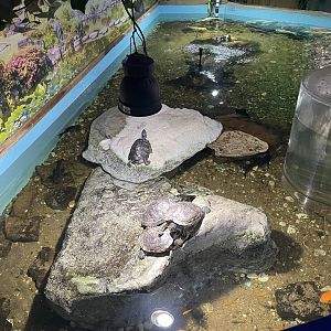 Branson's Wild World -- Turtle Pond