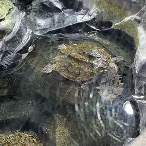 Branson's Wild World -- Mata Mata