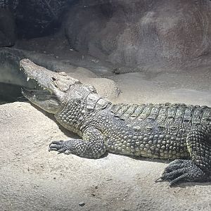 Branson's Wild World -- Morelette's Crocodile