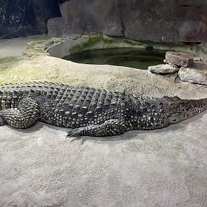 Branson's Wild World -- Nile/Cuban Crocodile Hybrid