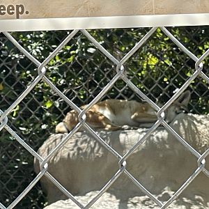 Branson's Wild World -- Black-backed Jackal