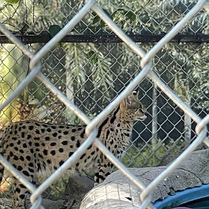 Branson's Wild World -- Serval