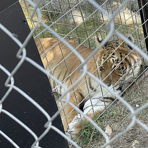 Branson's Wild World -- Tiger