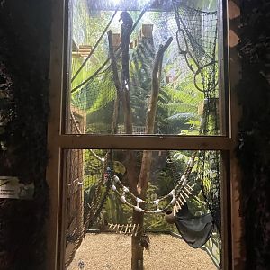 Branson's Wild World --Common Marmoset Enclosure