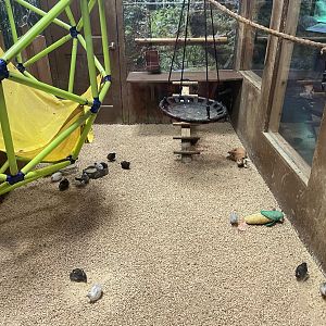 Branson's Wild World --Button Quail