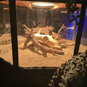 Branson's Wild World -- Gila Monster Tank