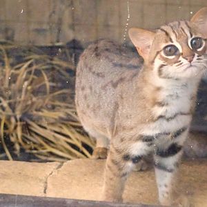Rusty Spotted Cat (Kitten)