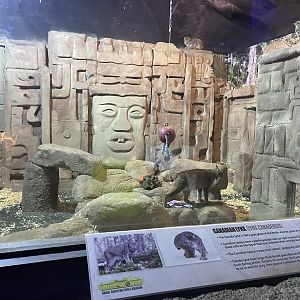 Branson's Wild World -- Canadian Lynx