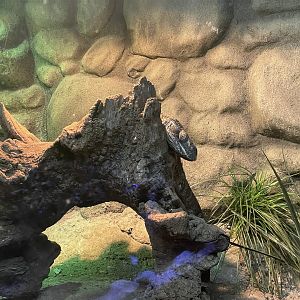 Branson's Wild World -- Black-Throated Monitor