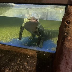 Branson's Wild World -- American Alligator