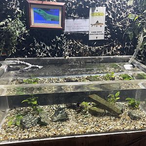 Branson's Wild World -- Doctor Fish