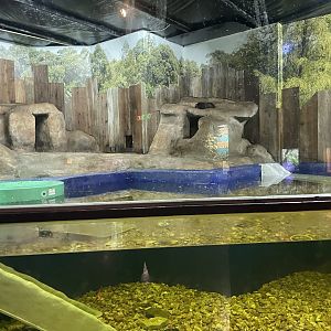 Branson's Wild World -- Asian Small-Clawed Otter