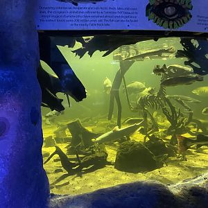 Branson's Wild World -- Amazon Fish Tank