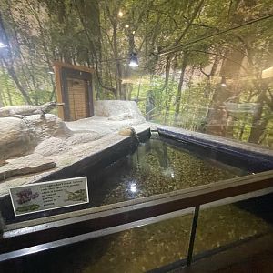 Branson's Wild World -- Spectacled Caiman