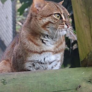 Male Rusty Spotted Cat