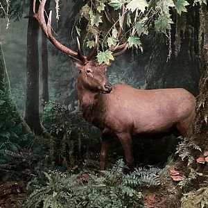 Wonders of Wildlife---Elk Taxidermy