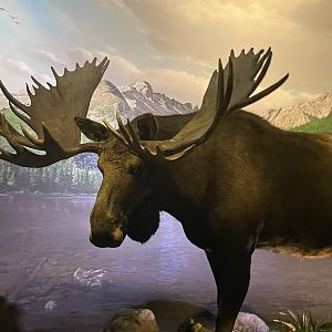 Wonders of Wildlife--- Moose Taxidermy