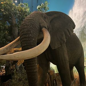 Wonders of Wildlife--- Elephant Model