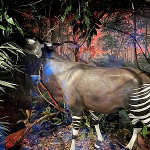 Wonders of Wildlife--- Okapi Model