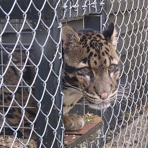 Male Clouded Leopard