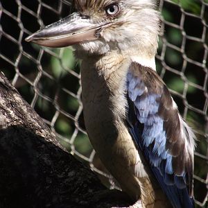 Blue-winged Kookaburra - Zooparc de Beauval - 08/2022