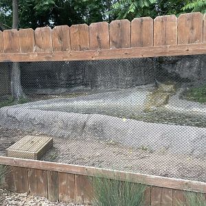 Dickerson Park Zoo-- Chacoan Peccary Secondary Viewing