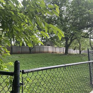 Dickerson Park Zoo-- Red Kangaroo Exhibit