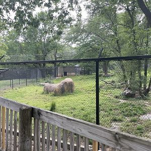 Dickerson Park Zoo-- Cheetah Enclosure