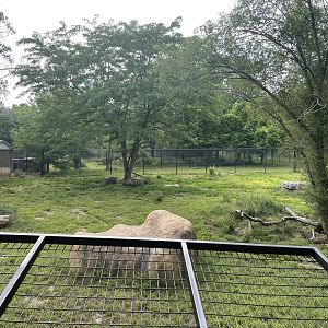 Dickerson Park Zoo-- Cheetah Enclosure