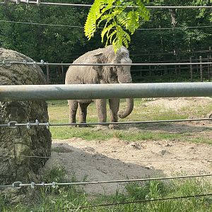 Dickerson Park Zoo-- Asian Elephant
