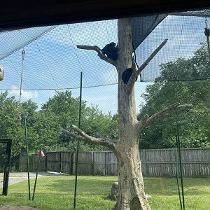 Dickerson Park Zoo-- Siamang Enclosure