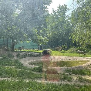 Dickerson Park Zoo-- Mexican Gray Wolf Enclosure