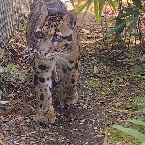 Male Clouded Leopard