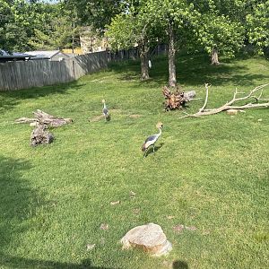 Dickerson Park Zoo-- Bongo and Grey Crowned Crane Enclosure