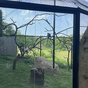 Dickerson Park Zoo-- Ring-Tailed Lemur Enclosure