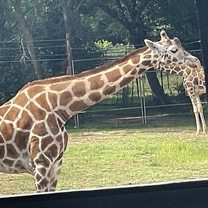 Dickerson Park Zoo-- "Baringo" Giraffe