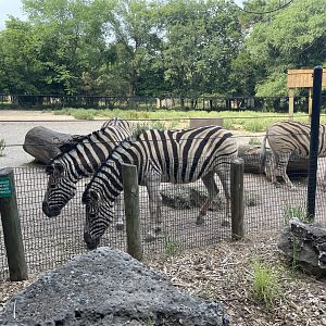 Dickerson Park Zoo-- Damara Zebras
