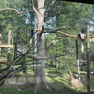 Dickerson Park Zoo-- Colobus Monkey Enclosure