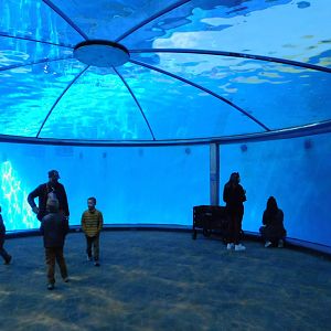 Indianapolis Zoo- Dolphin Dome