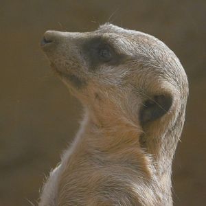 Indianapolis Zoo- Meerkat